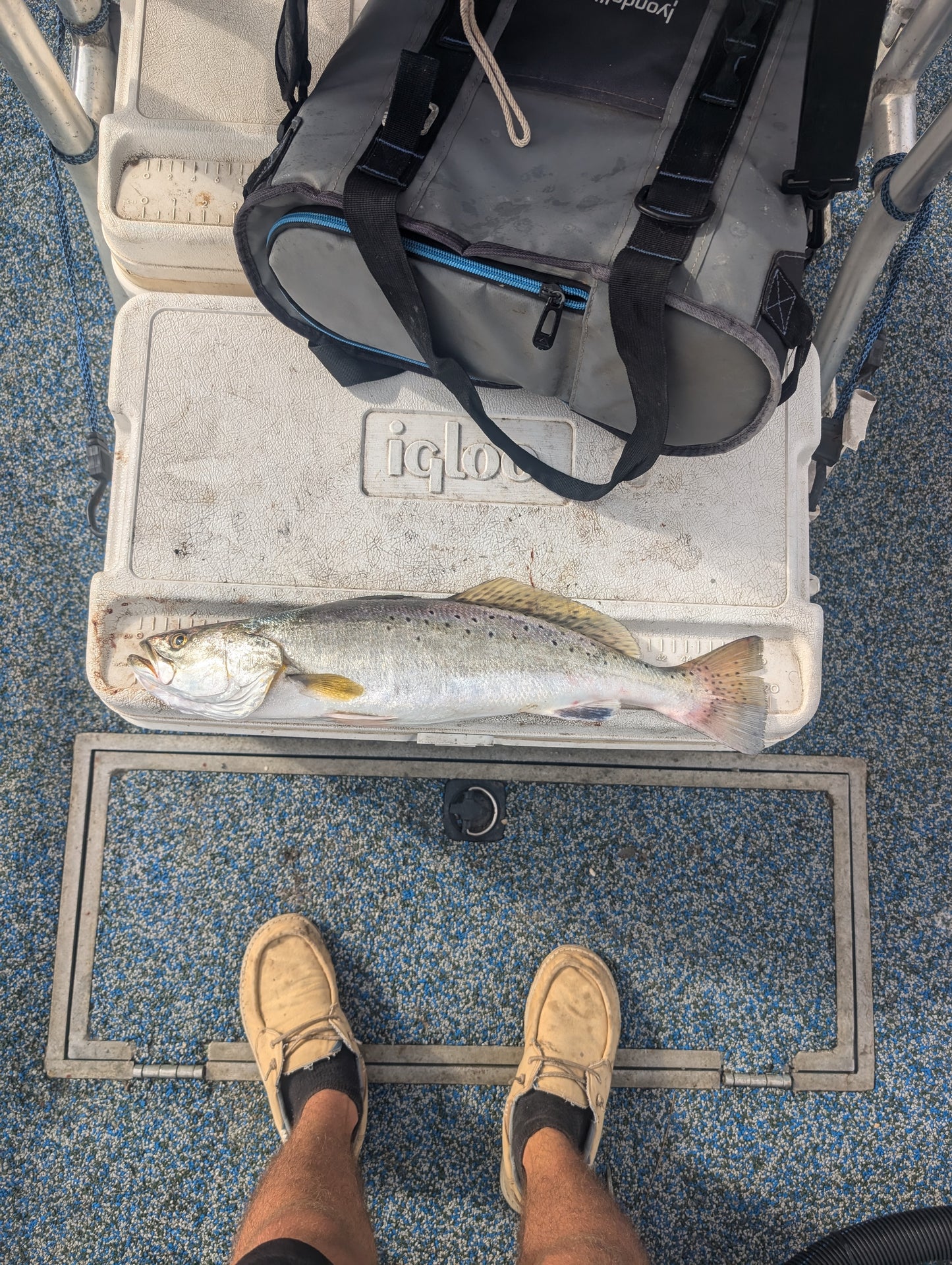 3.5" Mighty Mullet paddle tail 7-pack "SPECKTACULAR"