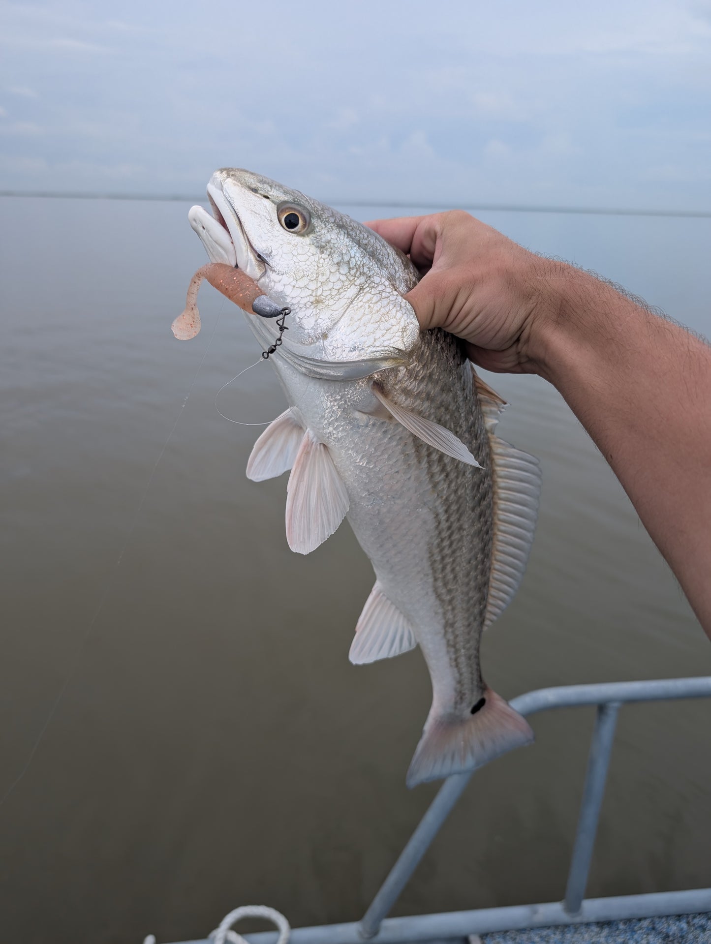 3.5" Mighty Mullet paddle tail 7-pack "Champagne Shad"