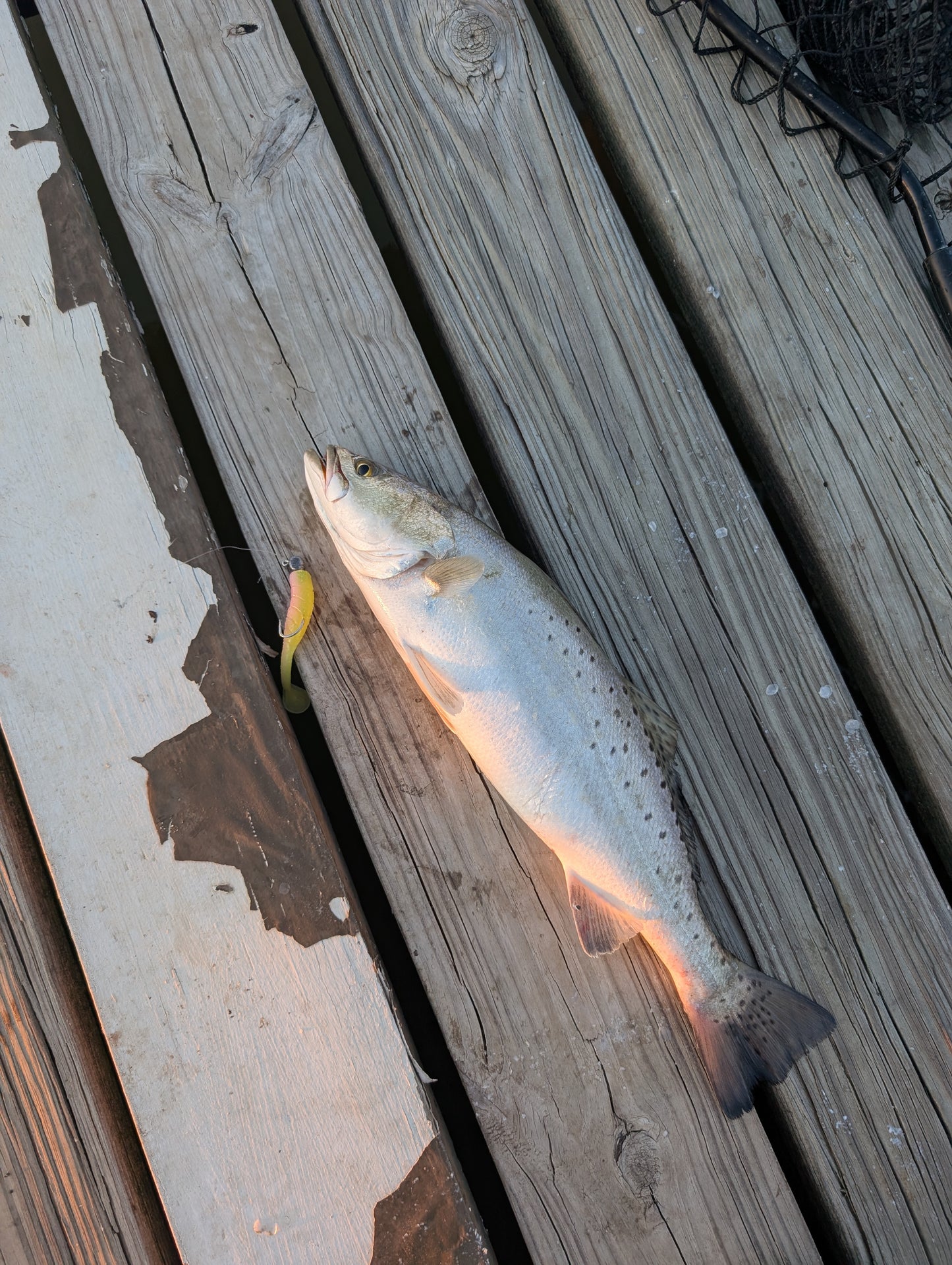 3.5" Mighty Mullet paddle tail 7-pack "Redfish Rampage"