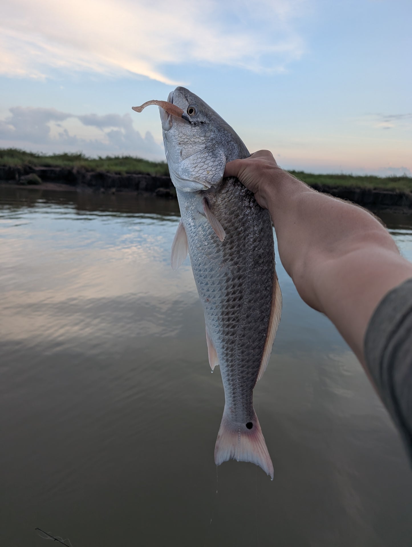 3.5" Mighty Mullet paddle tail 7-pack "Champagne Shad"